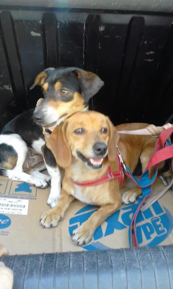 Cachorro ra a Mix de Basset e Srd tricolor idade 1 ano nome Kiara e Kira