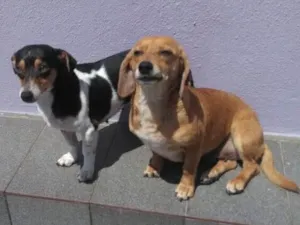 Cachorro raça Mix de Basset e Srd tricolor idade 1 ano nome Kiara e Kira