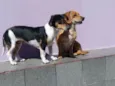 Kiara e Kira
