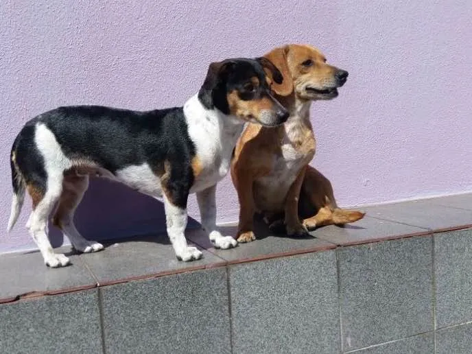 Cachorro ra a Mix de Basset e Srd tricolor idade 1 ano nome Kiara e Kira