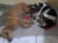 Kiara e Kira