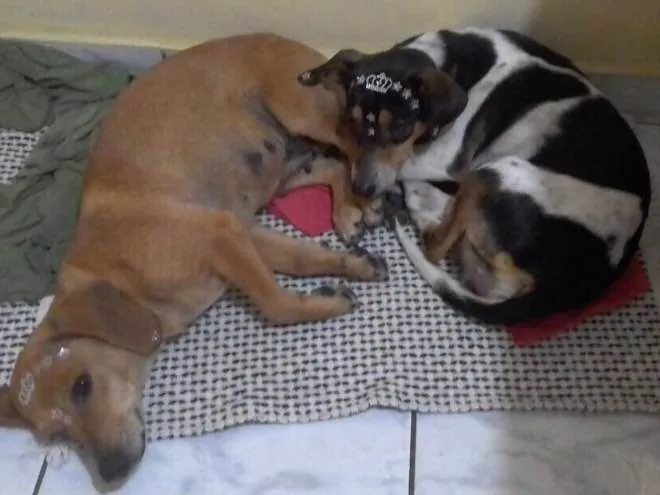Cachorro ra a Mix de Basset e Srd tricolor idade 1 ano nome Kiara e Kira