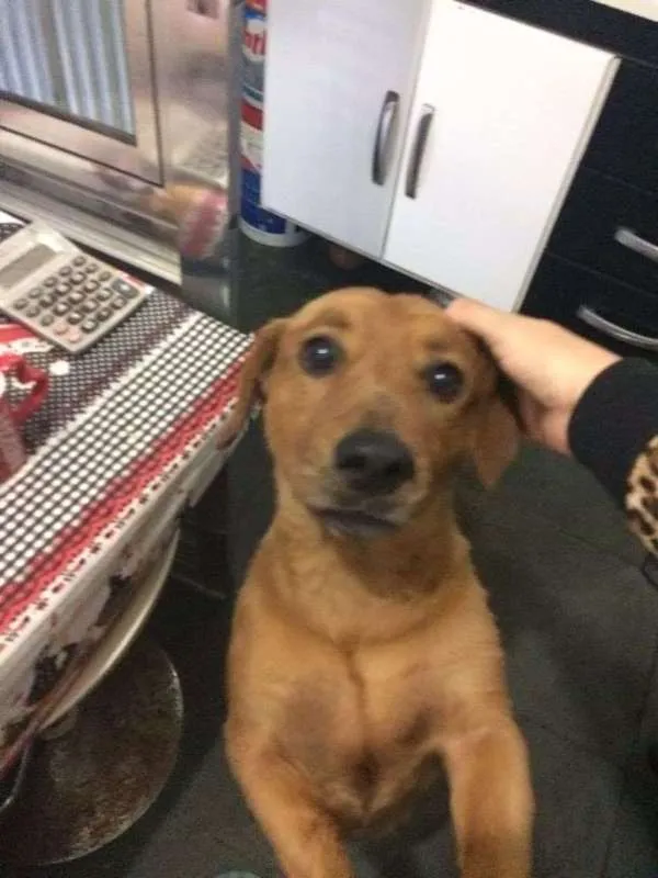 Cachorro ra a COCKER/BASSET idade 5 anos nome Kenay