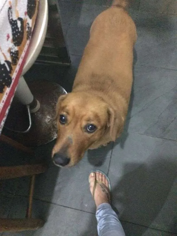 Cachorro ra a COCKER/BASSET idade 5 anos nome Kenay