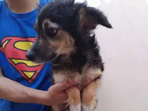 Cachorro raça Sem raça idade 3 anos nome Lilica