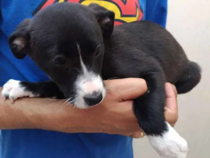 Cachorro ra a Sem raça idade 2 a 6 meses nome Princesa