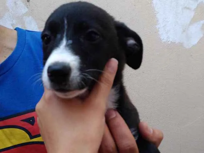 Cachorro ra a Sem raça idade 2 a 6 meses nome Princesa