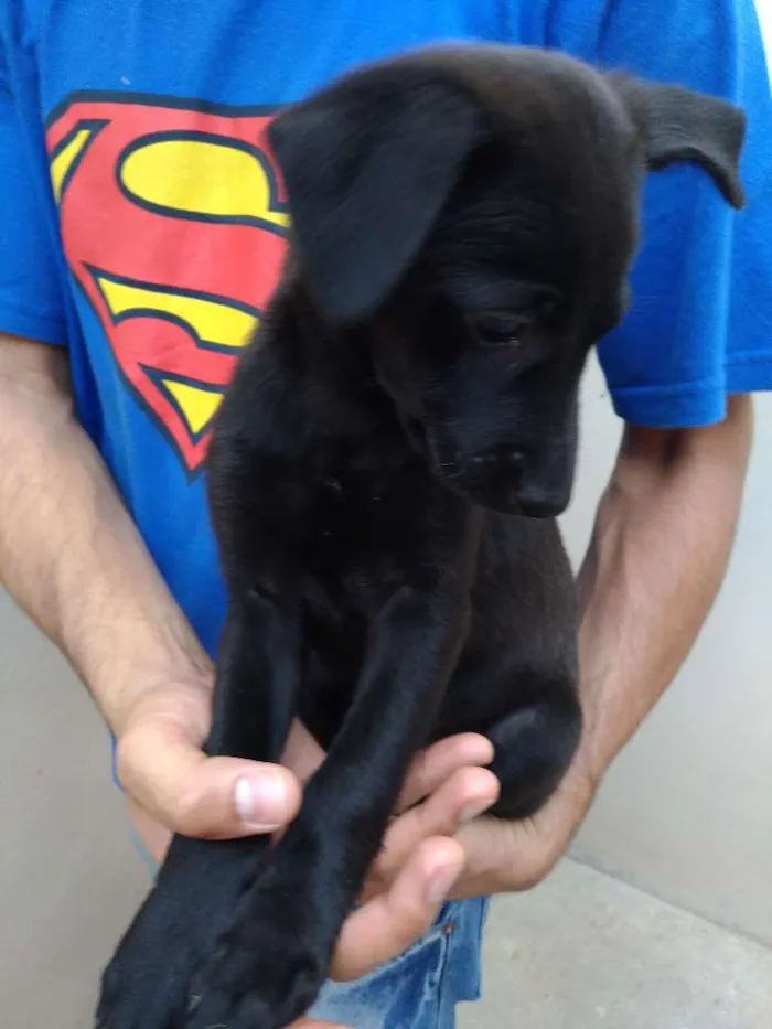 Cachorro ra a Sem raça idade 2 a 6 meses nome Bolinha