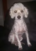 Lenny