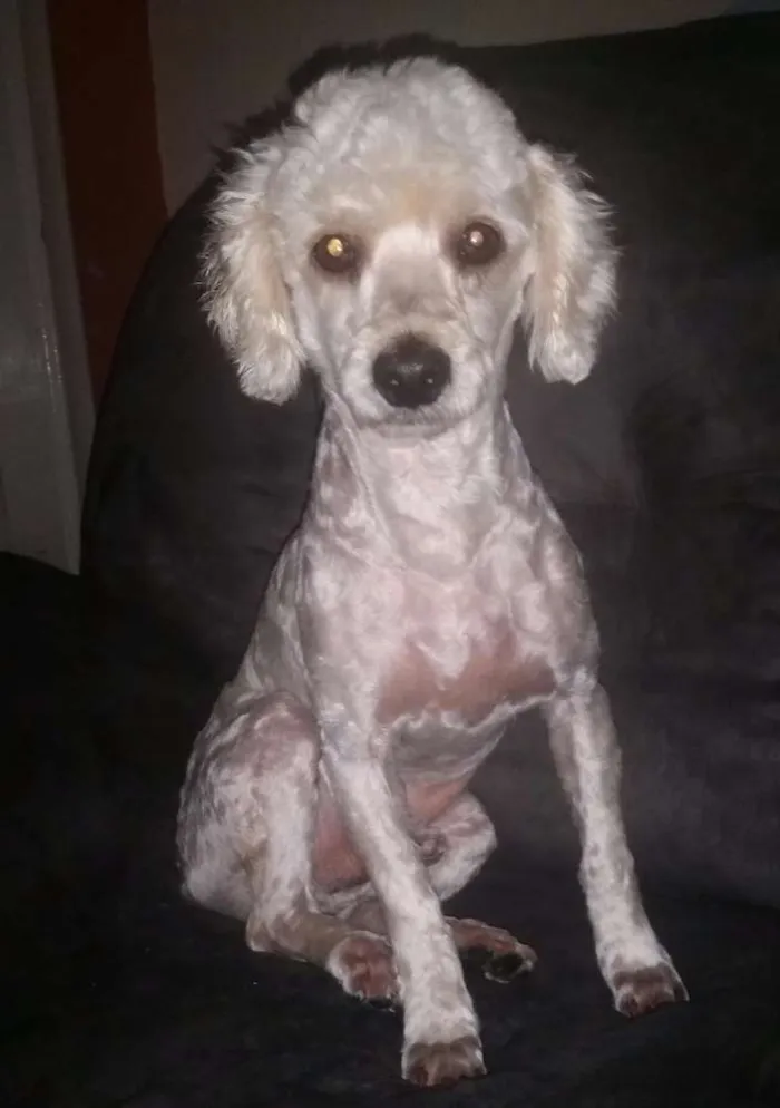 Cachorro ra a Poodle idade 2 anos nome Lenny