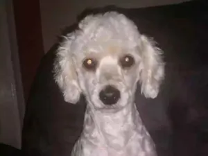 Cachorro raça Poodle idade 2 anos nome Lenny
