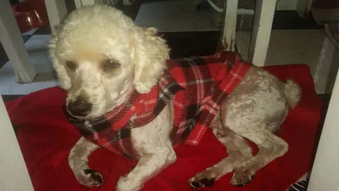 Cachorro ra a Poodle idade 2 anos nome Lenny