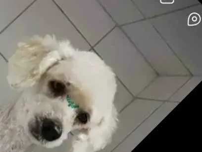 Cachorro ra a Poodle idade 2 anos nome Lenny