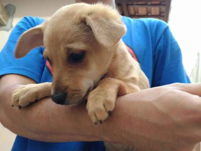 Cachorro ra a Sem raça idade 2 a 6 meses nome Sol