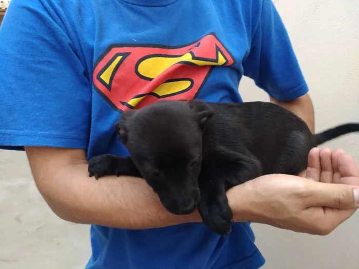 Cachorro ra a Sem raça idade 2 a 6 meses nome Lua