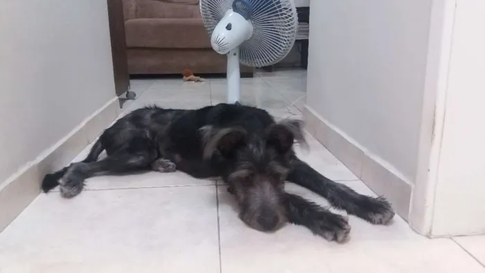 Cachorro ra a Vira-Lata idade 2 a 6 meses nome Cazuza