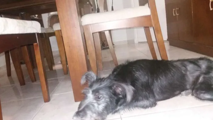 Cachorro ra a Vira-Lata idade 2 a 6 meses nome Cazuza