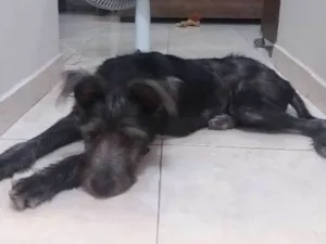 Cachorro raça Vira-Lata idade 2 a 6 meses nome Cazuza