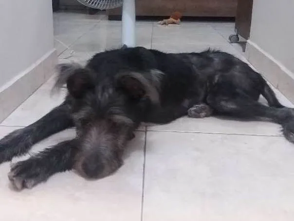 Cachorro ra a Vira-Lata idade 2 a 6 meses nome Cazuza
