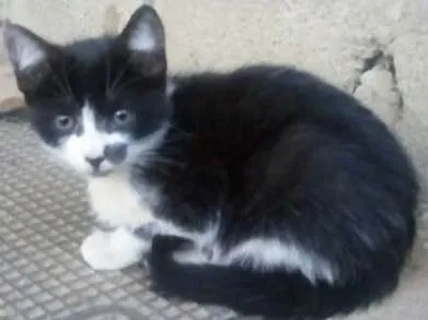 Gato ra a  idade 2 a 6 meses nome zulu