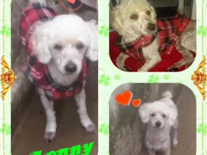 Cachorro raça Poodle idade 2 anos nome Lenny