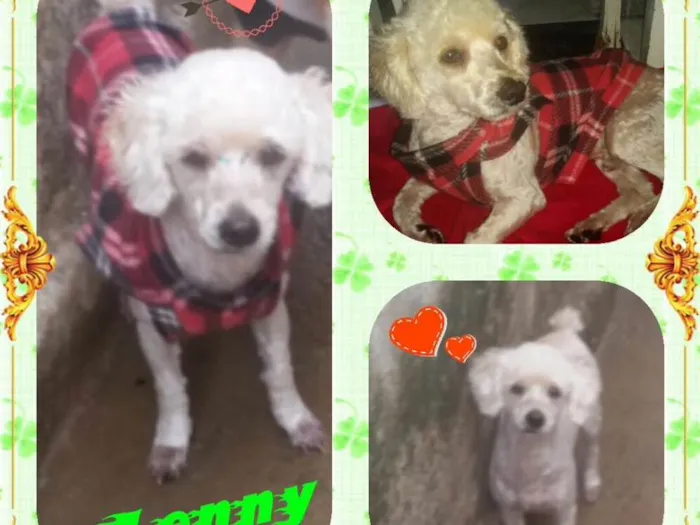 Cachorro ra a Poodle idade 2 anos nome Lenny