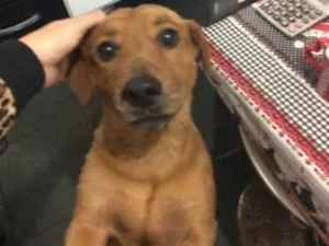 Cachorro raça COCKER/BASSET idade 5 anos nome Kenay
