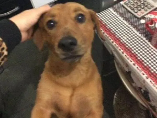 Cachorro ra a COCKER/BASSET idade 5 anos nome Kenay