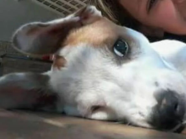 Cachorro ra a virá lata idade 2 a 6 meses nome mel