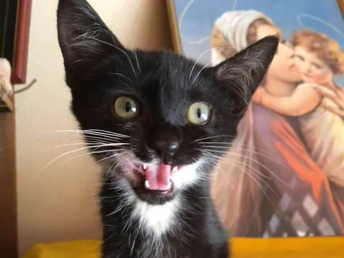 Gato ra a  idade Abaixo de 2 meses nome Aparecida