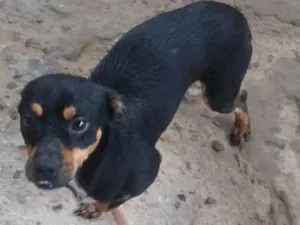 Cachorro raça  idade  nome Pingo