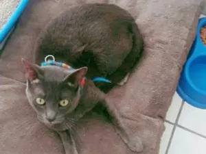 Gato raça Rnd idade 2 anos nome Alvim
