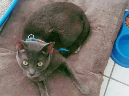 Gato ra a Rnd idade 2 anos nome Alvim