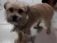 Loki