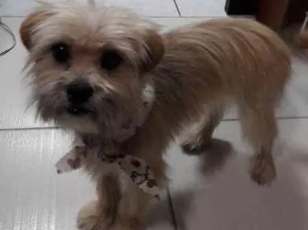 Cachorro ra a  idade 1 ano nome Loki