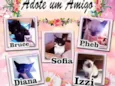 4 Gatinhos