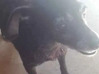 Cachorro ra a mestiço idade 5 anos nome nina 