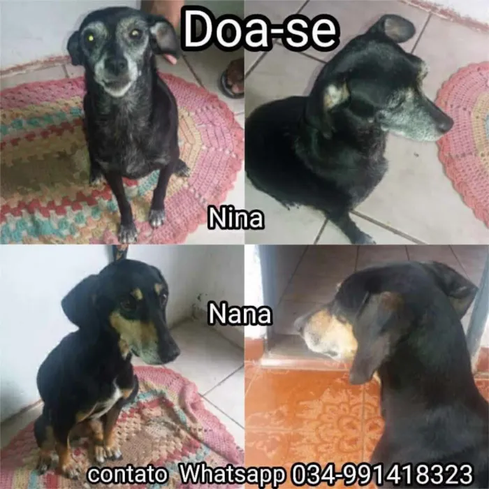 Cachorro ra a mestiço idade 5 anos nome nina 