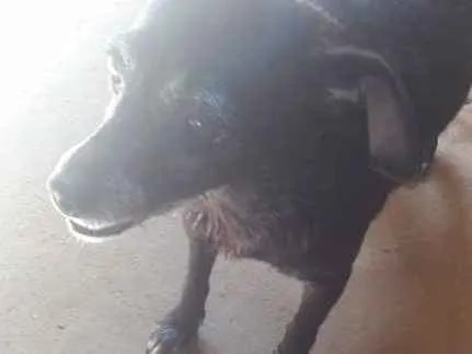 Cachorro ra a mestiço idade 5 anos nome nina 