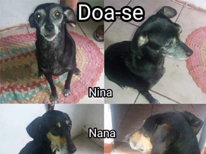 Cachorro ra a mestiço idade 5 anos nome nina 