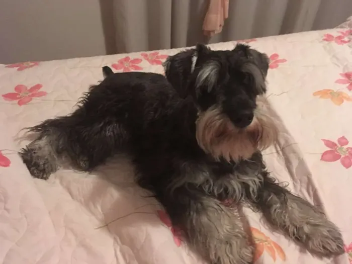 Cachorro ra a Schnauzer  idade 1 ano nome Nina