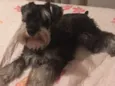 Nina
