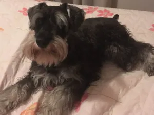 Cachorro raça Schnauzer  idade 1 ano nome Nina
