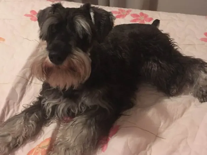Cachorro ra a Schnauzer  idade 1 ano nome Nina
