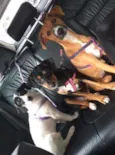 Nutella, Milka, Laka