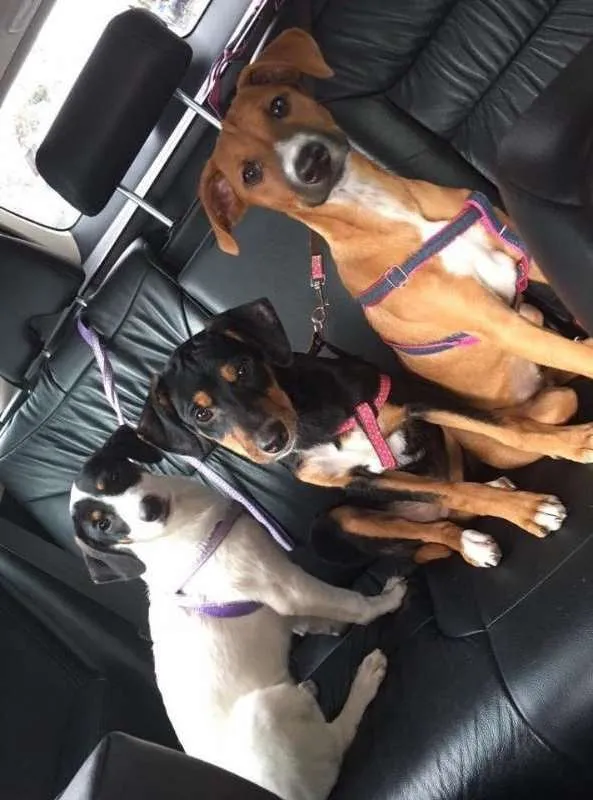 Cachorro ra a  idade 7 a 11 meses nome Nutella, Milka, Laka