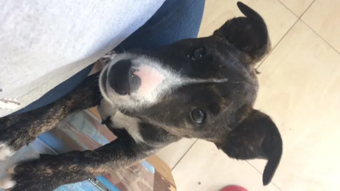 Cachorro ra a Mestiça idade 7 a 11 meses nome Zira