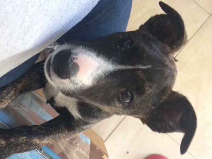 Cachorro ra a Mestiça idade 7 a 11 meses nome Zira