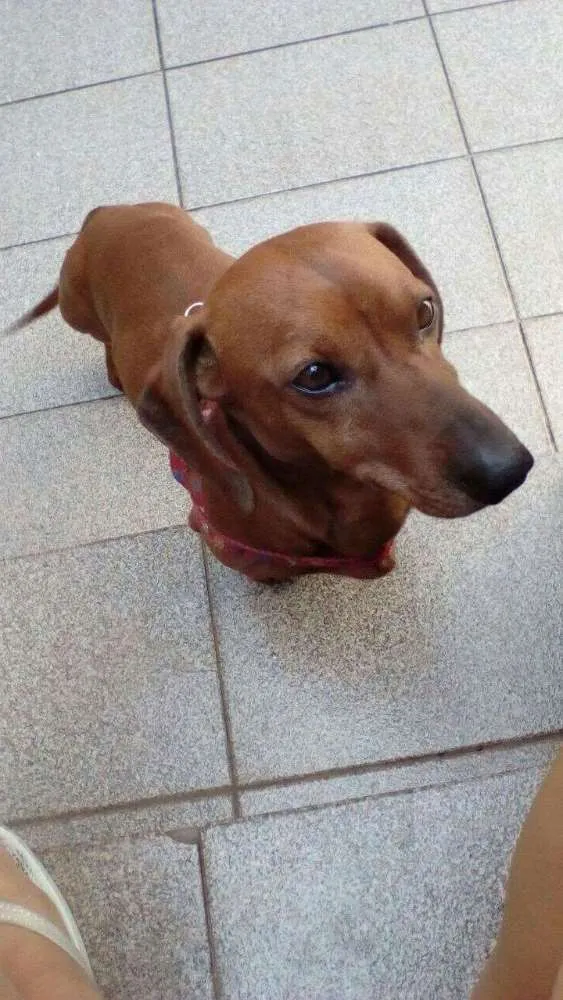 Cachorro ra a Daschund idade 1 ano nome Nero