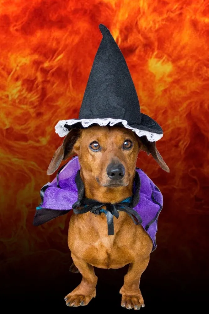 Cachorro ra a Daschund idade 1 ano nome Nero